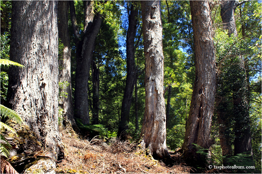 forest near Lake St Clair